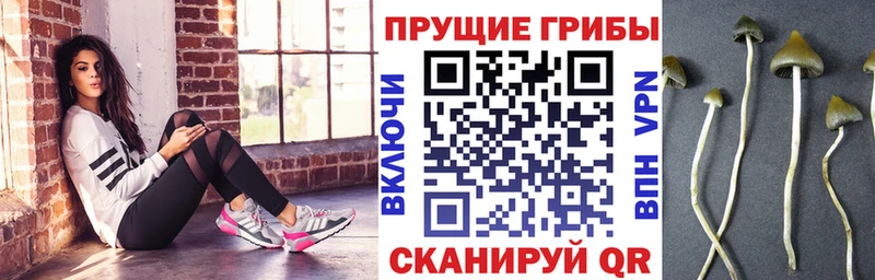 Галлюциногенные грибы Psilocybe Чайковский